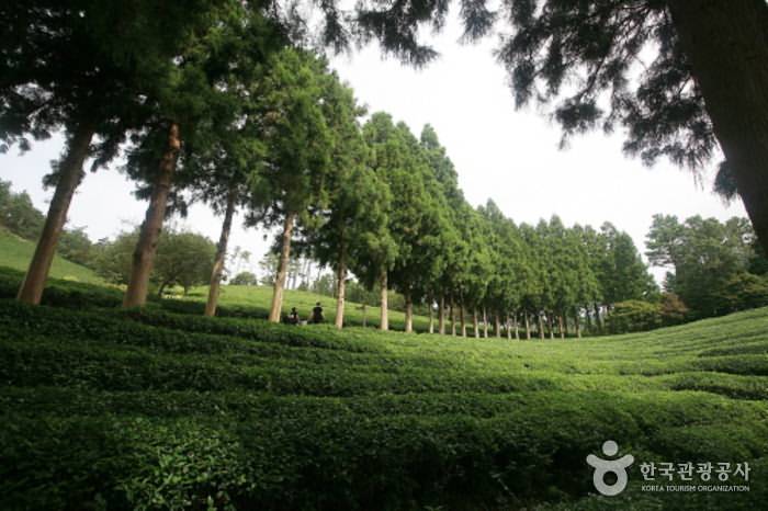 Daehan Dawon Tea Plantation